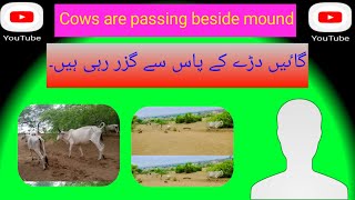 Cows are passing from a moundگاۓ ایک دڑے سے گزر رہی ہیں [upl. by Marne278]