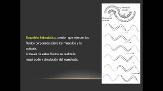 Clado Ecdysozoa Nematodes 2022 [upl. by Tichonn]