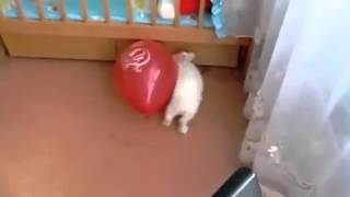 Rabbit pops balloon scares itself to death [upl. by Reichel]