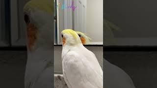 how to gender lutino cockatiel cockatiel birds pets [upl. by Nica829]