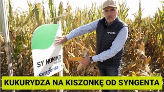 Odmiany kukurydzy na kiszonkę Syngenta 2022  Spotkanie polowe Winna Góra [upl. by Lin]