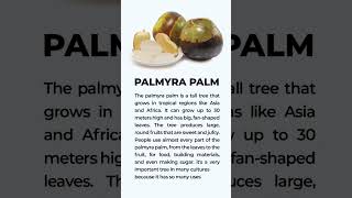 Palmyra palm youtube englishlesson englishkhmer conversation englishforkhmer khmerenglish [upl. by Analra]