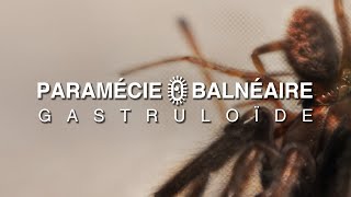 PARAMÉCIE BALNÉAIRE  GASTRULOÏDE  full album  2024 [upl. by Aicatsanna]