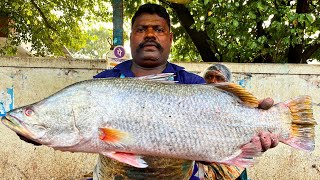 KASIMEDU SELVAM ORIGINAL KODUVA BARRAMUNDI FISH CUTTING VIDEO CUTTING FOCUS 🔪 [upl. by Nehcterg606]