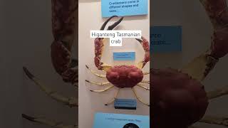 higanteng Tasmanian crab shortsvideo [upl. by Gittel]