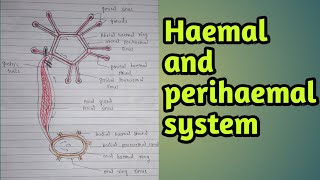 Sea starhaemal perihaemal systemcirculatory systemblood vascular system [upl. by Havener]