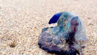 Portuguese manofwar or blue bottle jellyfish moving Sebastian Inlet beach [upl. by Raybin138]