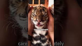 Tiger cub blinded by mother animals shortvideo lovestory cute tiger [upl. by Eugatnom]