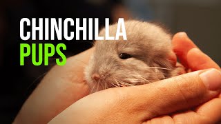 Longtailed Chinchilla Pups [upl. by Ahsatniuq]