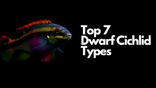 The 7 Best Dwarf Cichlid Types 🐟 [upl. by Maxi568]