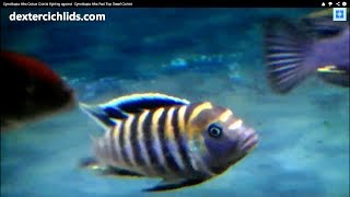 Cynotilapia Afra Cobue Cichlid aggression against Cynotilapia Afra Red Top Dwarf Cichlid [upl. by Notgnillew]