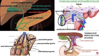 anatomie des voies biliaires 👌 [upl. by Rossing]