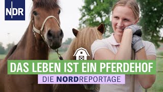 Schuften für den Traum der eigene IslandponyHof  Die Nordreportage  NDR [upl. by Yrevi824]