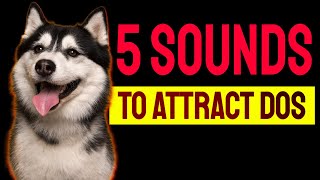 5 Sounds to ATTRACT DOGS Attention Make Dogs Go Crazy [upl. by Lowrie173]