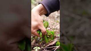 fiddlehead fern fypシ farming like subscribe [upl. by Eirdua]