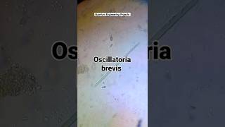 Cyanobacteria Oscillatoria brevis under microscope  Microscopic world  bacteria  biology [upl. by Yesiad362]