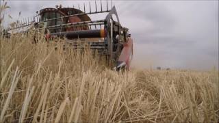 Austrailan Harvest 2016  Wampo Station  Go Pro [upl. by Philender]