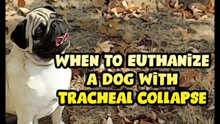 When to Euthanize a Dog with Tracheal Collapse [upl. by Alauqahs301]