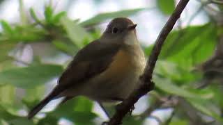 ルリビタキ7浅間山公園Redflanked Bluetail4K [upl. by Salot147]