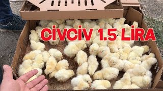 CİVCİV 15 LİRA TAVUK CİVCİV PAZARI SON DURUM [upl. by Appilihp66]