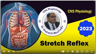 Stretch Reflex 22023 by Dr Khaled A Abulfadle [upl. by Waechter]