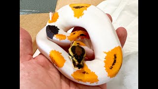 SUPER ORANGE DREAM YELLOW BELLY PIED Ball Python UNBOXING VIDEO [upl. by Lubow]