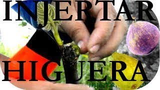 INJERTAR una HIGUERA GRAFT a FIG TREE parte 2ª de 2 [upl. by Enahs]