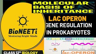 Lac Operon  Gene Expression Regulation Molecular Basis of Inheritance Class 12 CBSE NEET 2024 [upl. by Nyrhtakyram420]