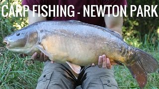 CARP FISHING  NEWTON PARK  BIG CARP [upl. by Fee]