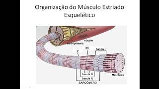 Fisiologia do Músculo Estriado Esquelético [upl. by Yrellam793]