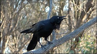 Audio of the Australian Raven calling [upl. by Wivina]