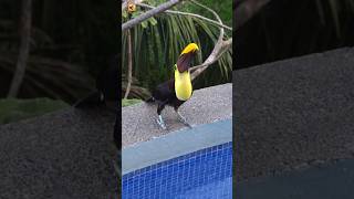 Toucan Bird Sound [upl. by Ojeitak]