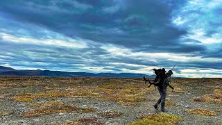 Kotzebue Alaska 2024 Caribou [upl. by Lechner]