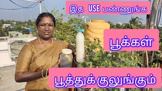 கொத்து கொத்தா பூக்கும் maadi thottam garden trending popular fertilizer viral [upl. by Odetta106]