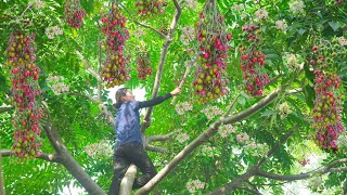 Harvesting Chinaberry  Make deep fried Chinaberry Go to the market to sell  Phuong  Harvesting [upl. by Schertz]