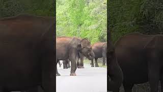 Wild elephants often block highways halting traffic for hourselephant [upl. by Canty]