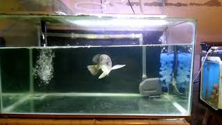 Jardini arowana 30cm 2years old [upl. by Akihsan]