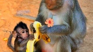 Looks like a baby monkey likes to eat 🍌 [upl. by Drwde736]