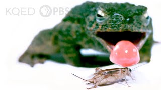 What Makes This Frogs Tongue So Fast AND Sticky  Deep Look [upl. by Ilario]