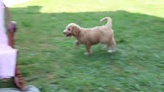 Goldendoodle Puppies for Sale [upl. by Ajiam]