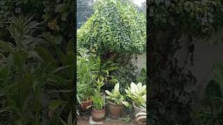 Simple garden makeovergardentour plants [upl. by Godfree]