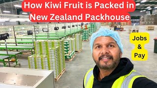 How Kiwi Fruit is Packed in New Zealand Packhouse  Jobs and Pay  Explained in 10 Minutes [upl. by Anaibib]