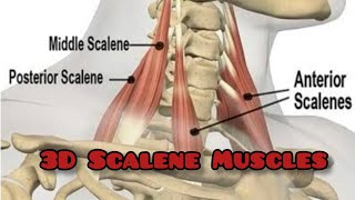 Scalene Muscles 3D origin insertion Anterior middle and posterior scalene Muscles [upl. by Minnie]