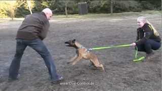 Pohlmeyers Working Malinois quotBAILEY VON DER LÖNSHÜTTEquot Belgischer Schäferhund Polizeihunde [upl. by Agueda]