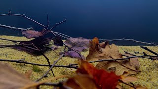 Creating a Nymphaea lotus and clown killifish biotope inspired aquarium [upl. by Scotney]