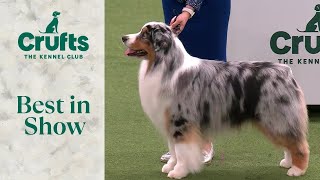 Best in Show  Crufts 2024 [upl. by Ellives]