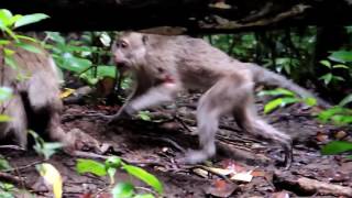 Infanticide in Long tail Macaque [upl. by Reiners666]