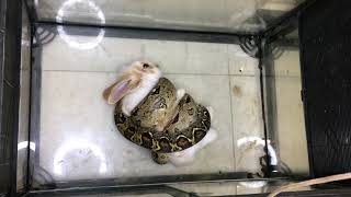 Warning Live Feeding Snake  Boa Constrictor Eating Rabbit [upl. by Marcel]