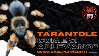 TARANTOLE COME SI ALLEVANO l GUIDA BASE [upl. by Carline]