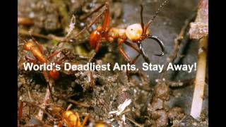 Siafu ants Eat Everything Worlds Deadliest Driver Ants Stay Away [upl. by Labaw]